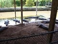 Alligator Adventure image 5