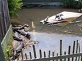 Alligator Adventure image 6