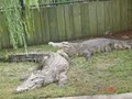 Alligator Adventure image 7