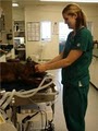 Amor Animal Hospital image 2