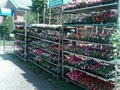 Anthony Gallo Nurseries image 2