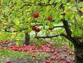 Appleberry Orchard logo