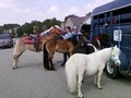B S Pony Rides image 4