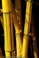 Bamboo Nations image 3