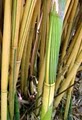 Bamboo Nations image 5