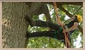 Bartlett Tree Experts image 2