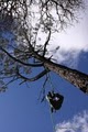 Black Oak Tree Service image 2