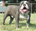 Blue Magic Bulldogges(Olde English Bulldogge Breeder) image 2