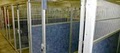 Boom Towne Canine Campus image 2