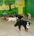 Boom Towne Canine Campus image 10