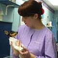 Brockton Animal Hospital image 3