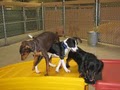 Camp Bow Wow image 5