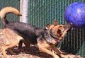 Camp K-9 of Marin image 1