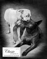 Classic Photography, Inc. image 9