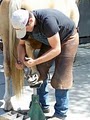 Cole Tobin Farrier Services logo