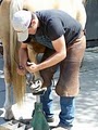 Cole Tobin Farrier Services image 1