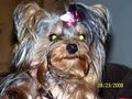 Cute As A Button Yorkies image 2