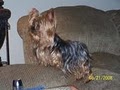 Cute As A Button Yorkies image 3