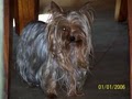 Cute As A Button Yorkies image 4