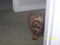 Cute As A Button Yorkies image 5