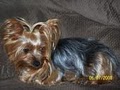 Cute As A Button Yorkies image 1