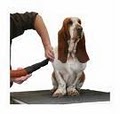 Dallas Professional Dog & Cat Grooming - Pet Groomer, Dog Washing image 2