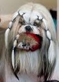 Dallas Professional Dog & Cat Grooming - Pet Groomer, Dog Washing image 5