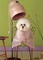 Dallas Professional Dog & Cat Grooming - Pet Groomer, Dog Washing logo