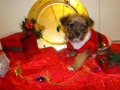 Designer Celebrity Pups image 1