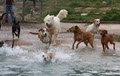 Dog Training Kennels & Care Little Wolf Day Spa & Resort image 3