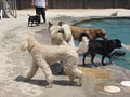 Dog Training Kennels & Care Little Wolf Day Spa & Resort image 4