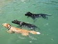 Dog Training Kennels & Care Little Wolf Day Spa & Resort logo