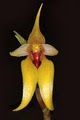 Elite Orchids image 3