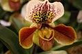Elite Orchids logo