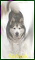 Enchanted Dreams Alaskan Malamutes! image 2