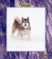 Enchanted Dreams Alaskan Malamutes! image 3