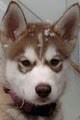 Enchanted Dreams Alaskan Malamutes! image 4