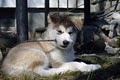 Enchanted Dreams Alaskan Malamutes! image 6
