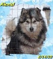Enchanted Dreams Alaskan Malamutes! image 7