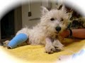 Fairfax Veterinary Clinic image 1