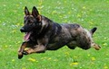 Flint Hill K-9 - Exceptional Dog Training - Birmingham, AL image 3