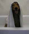 Hairy Hound Dog grooming image 3
