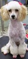 Hairy Hound Dog grooming image 6