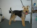 Hairy Hound Dog grooming image 7