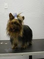 Hairy Hound Dog grooming image 9
