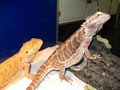 Herpeton Exotic Pets image 4