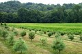Hunt's Christmas Tree Farm image 3