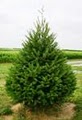 Hunt's Christmas Tree Farm image 4