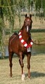 KJ Ranch Arabians image 4