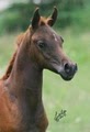 KJ Ranch Arabians image 6